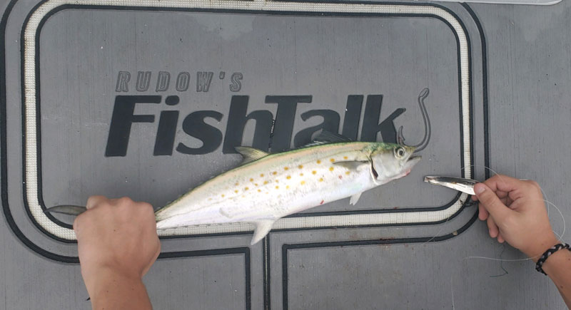 mackerel in boat