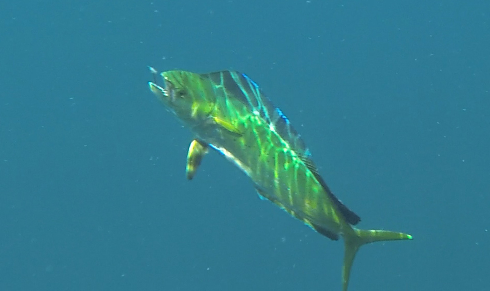 mahi mahi fish