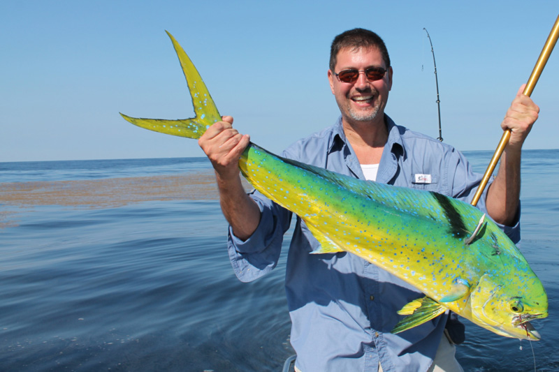 mahi caught at a weedline