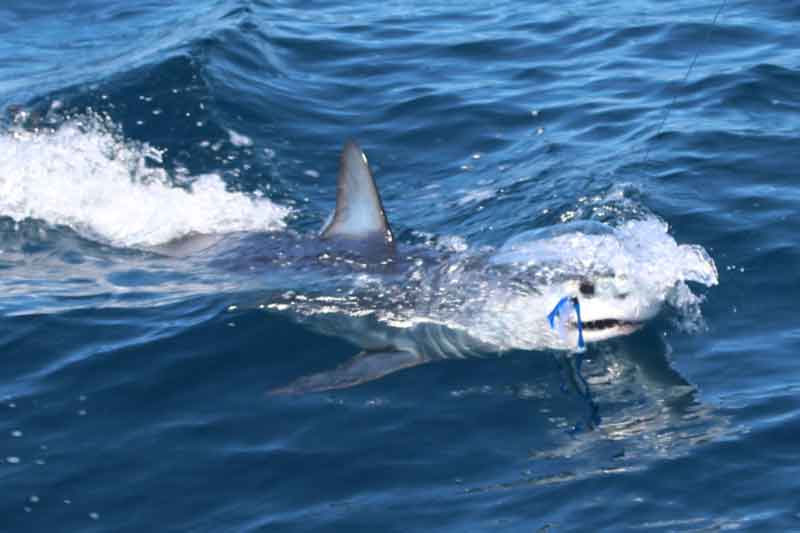 mako on a ilander lure