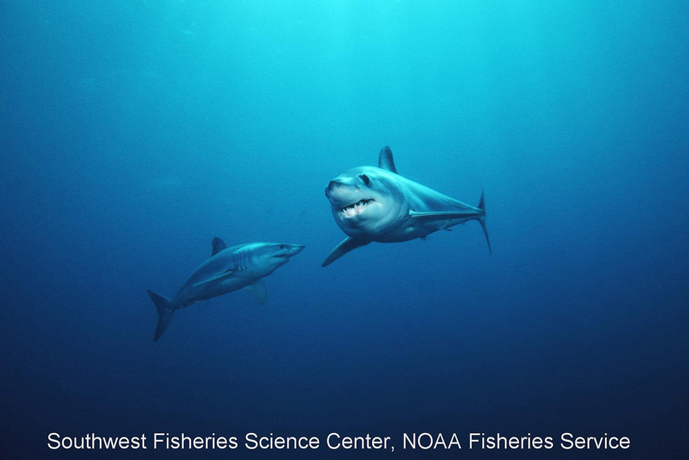 mako sharks underwater