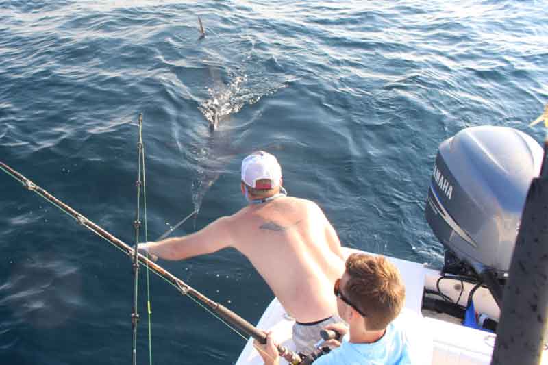 wiring a blue marlin