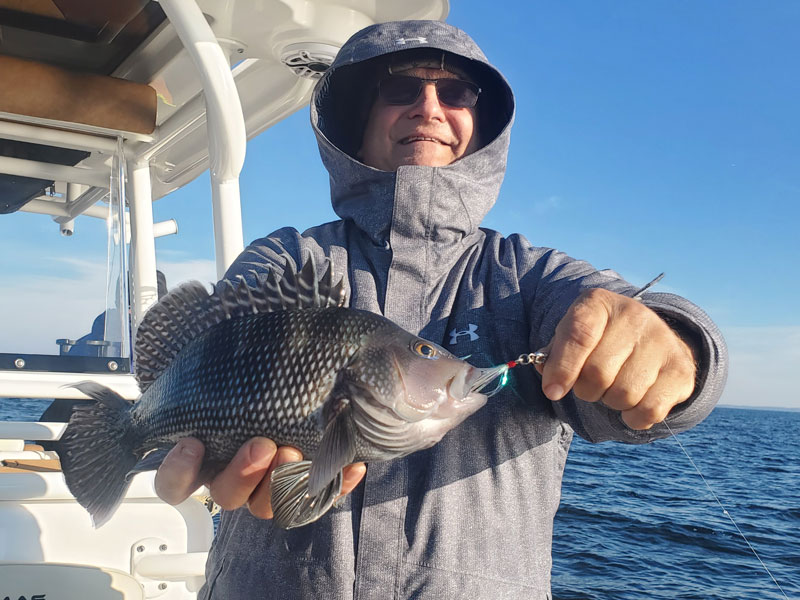 mid bay black sea bass