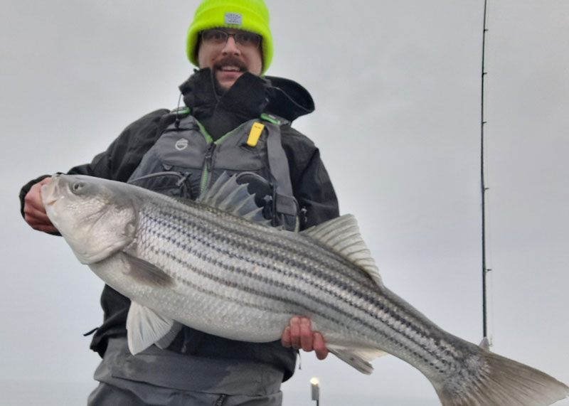 Chesapeake Bay trophy rockfish striped bass