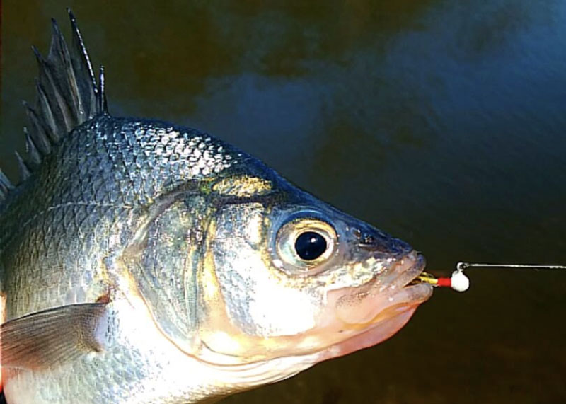 white perch showing up early