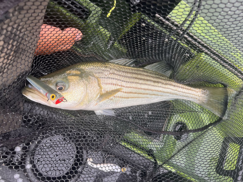 topwater striper in the chesapeake