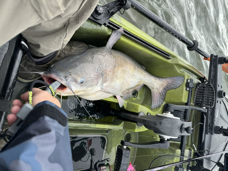 mid bay blue catfish