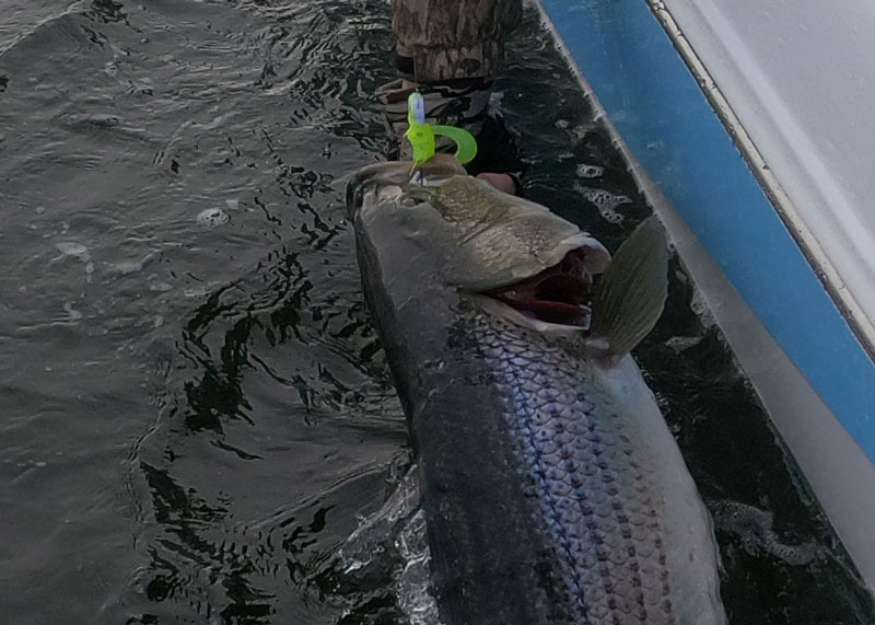 rockfish in the middle chesapeake