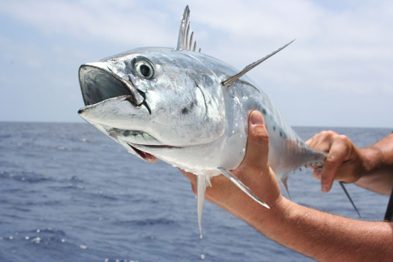 holding up a fish