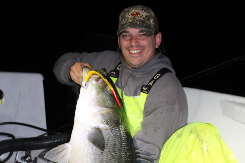 big striper caught night fishing