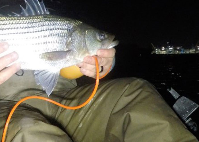 night fishing for striped bass