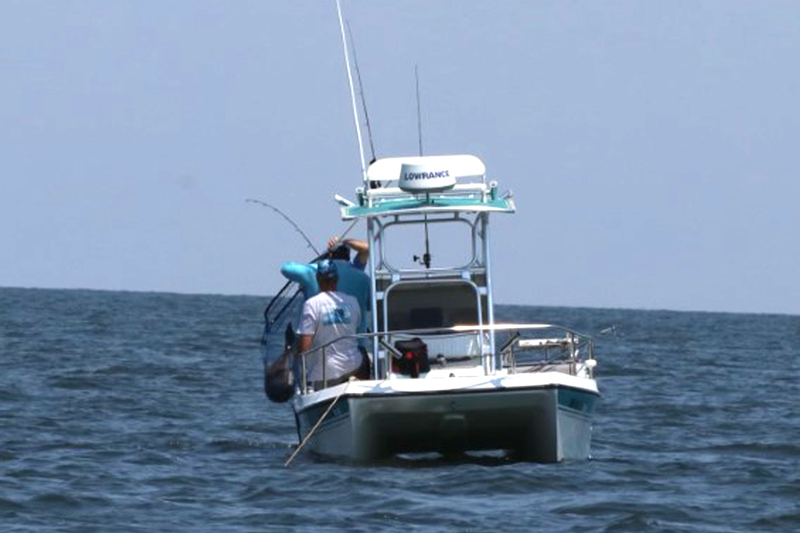 netting a big cobia