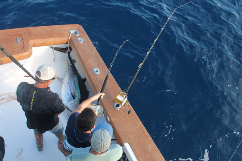 giant bigeye tuna