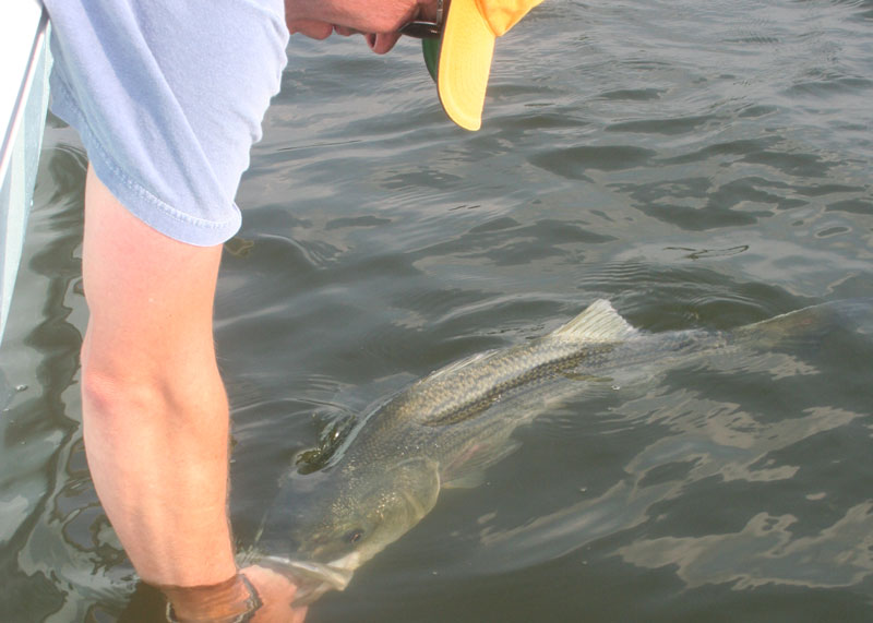 rockfish in the shallows