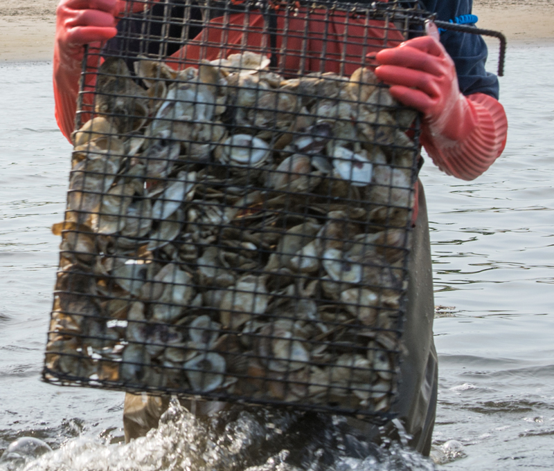 oyster cage used for growing oysters