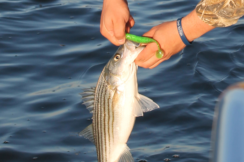 paddletail lure