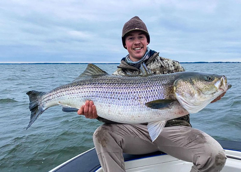 huge rockfish caught in the Chesapeake Bay