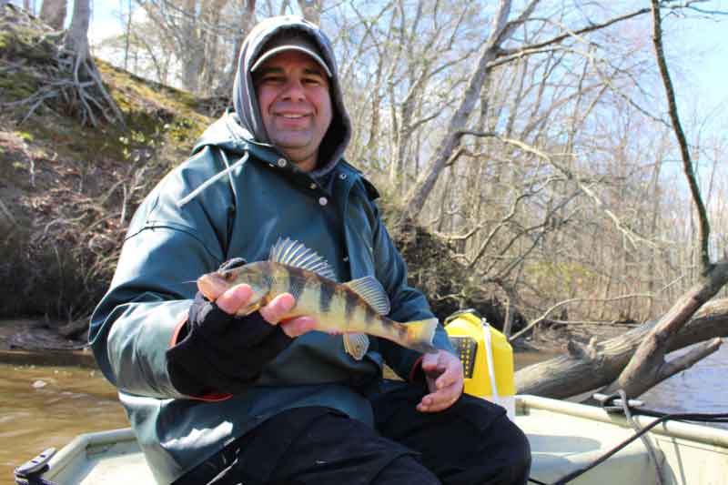 perch caught on minow