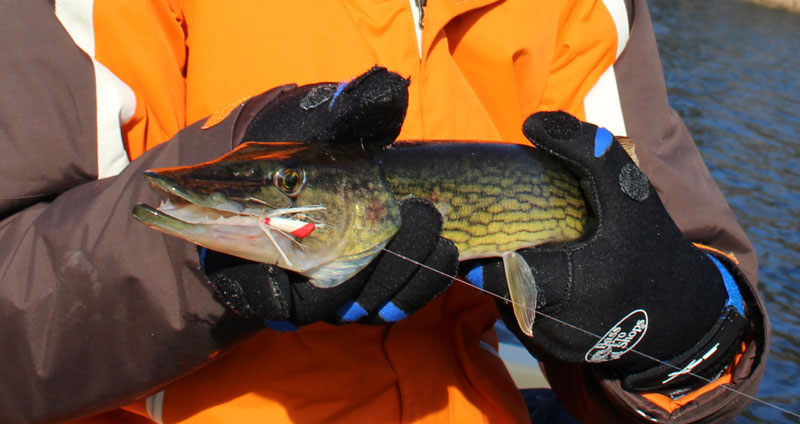 bait fishing for pickerel