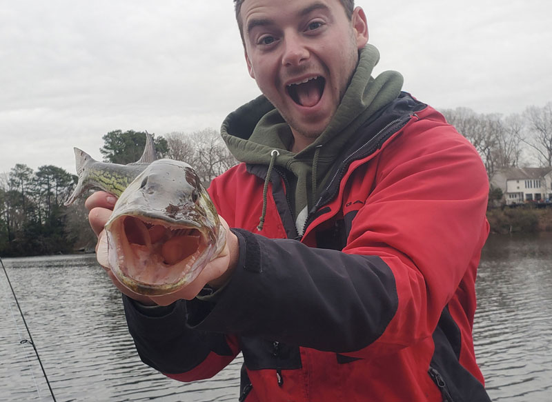 angler caught a toothy pickerel