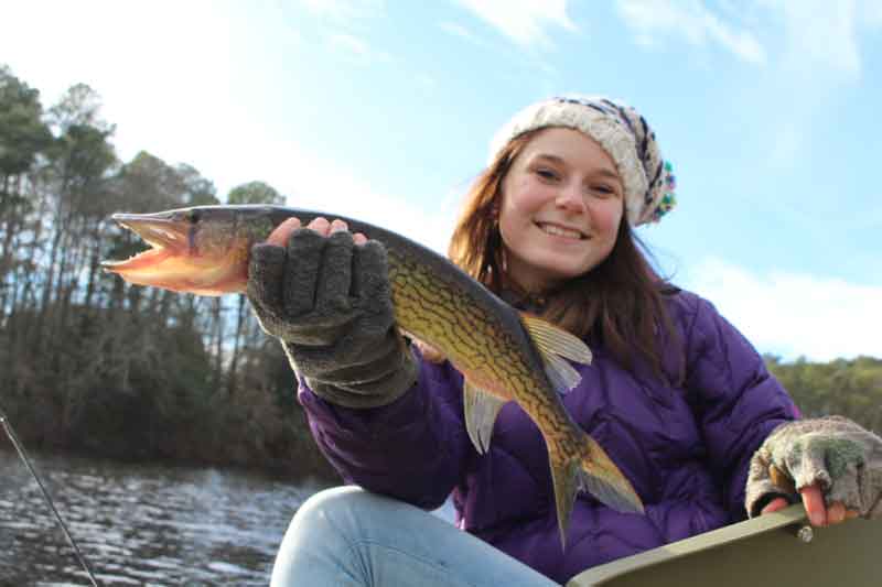 pickerel caught on a minnow