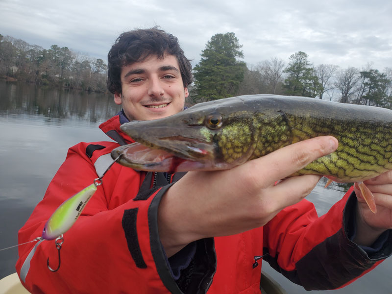 lure fishing for pickerel