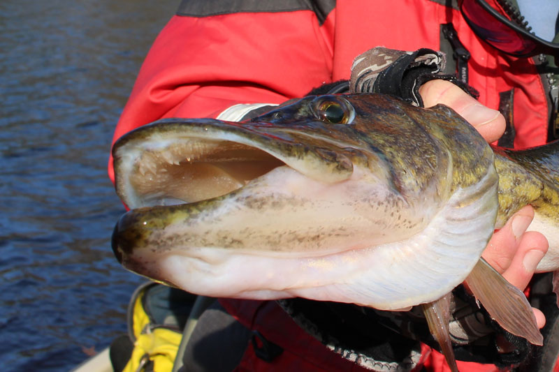 toothy pickerel