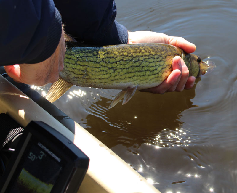 releasing a pickerel