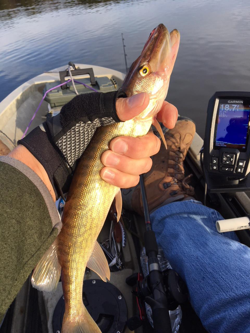 pickerel fishing