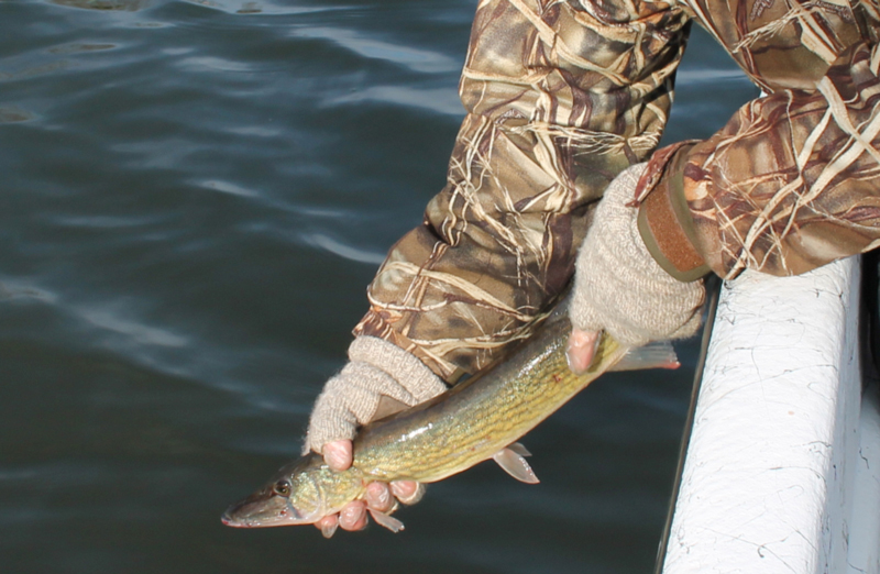 releasing a pickerel fish