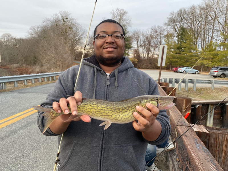 pickerel in a tributary