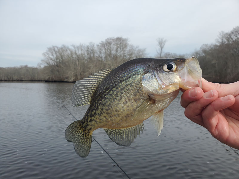 crappie in the pocomoke river