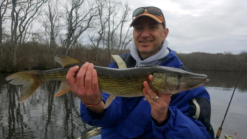 catching pickerel in the pocomoke river