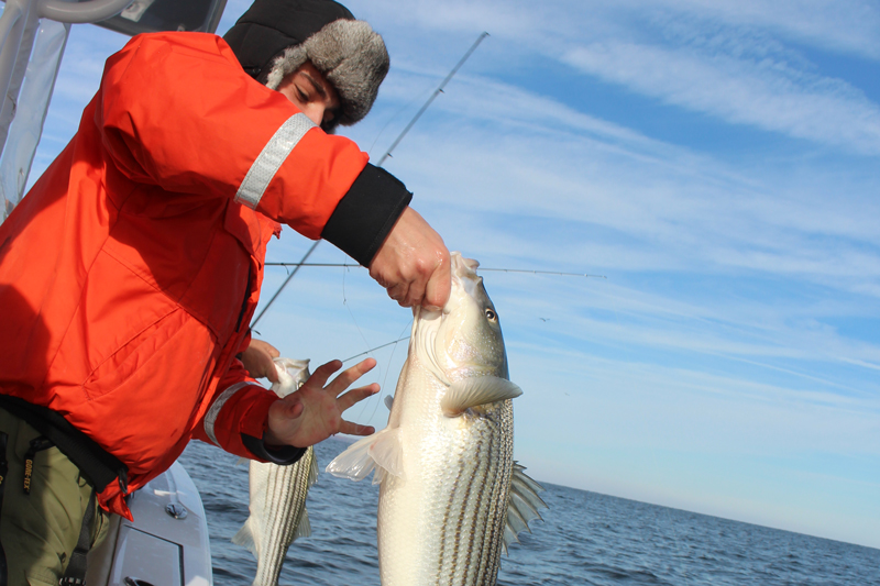 late fall rockfish