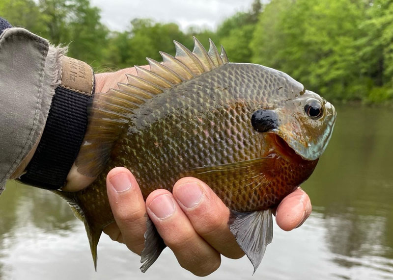 big bluegill in a pond