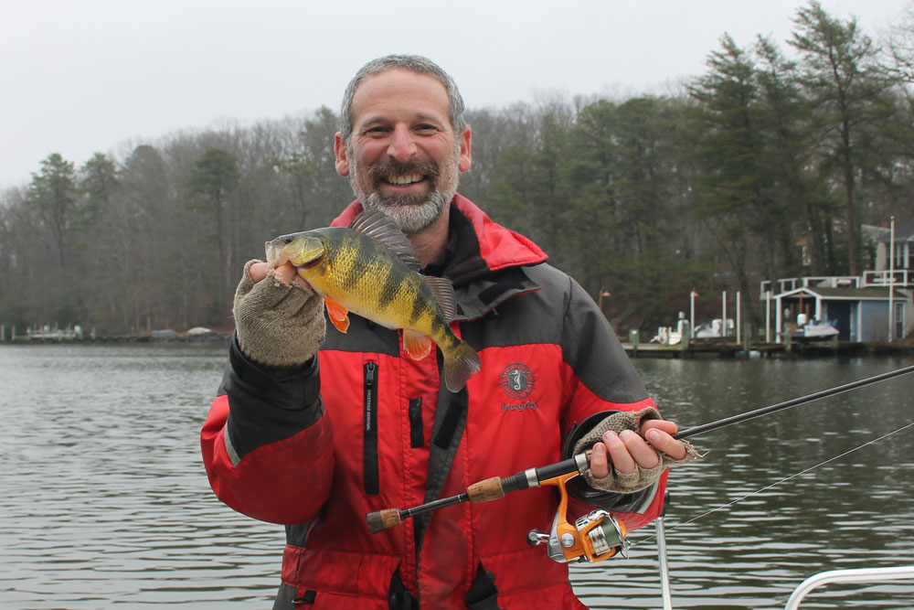 yellow perch caught pounding