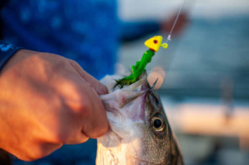 rockfish ate a rabbit fur jig