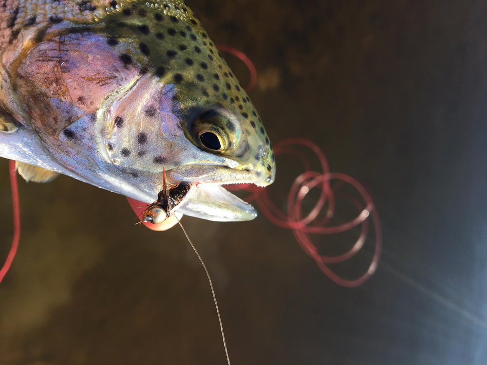 rainbow trout nymph