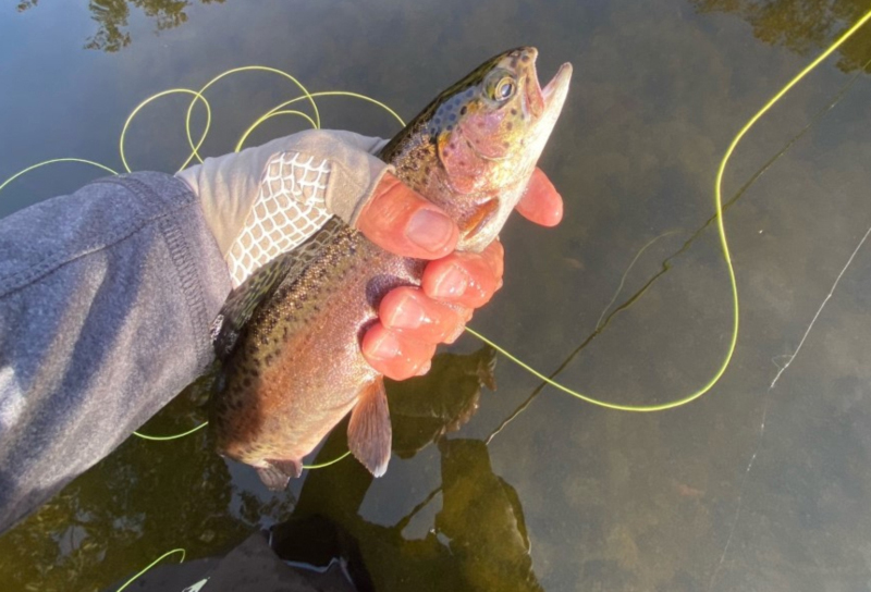 trout fishing in a river