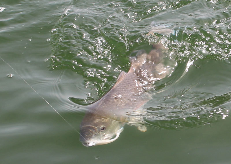 red drum in the water white paddletail