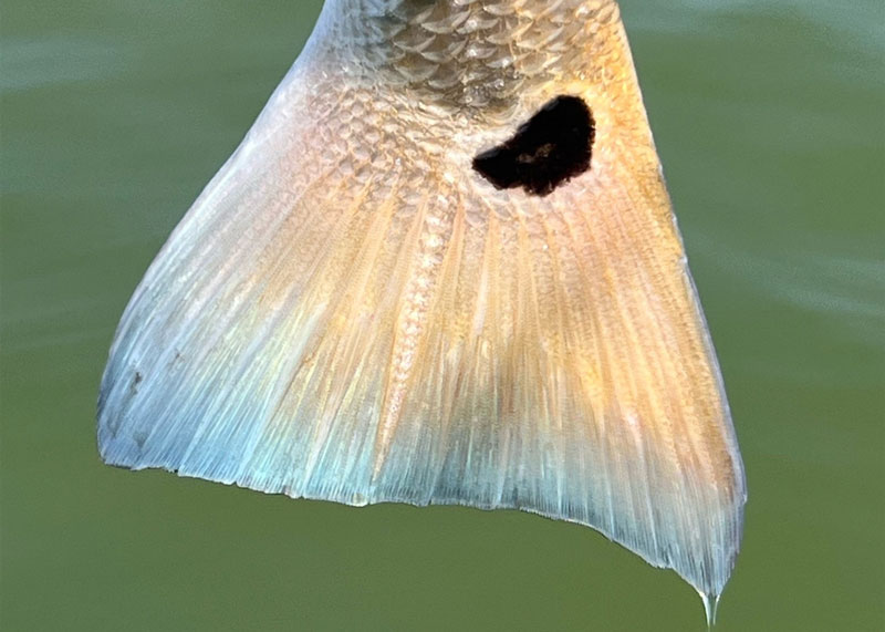 tail of a red drum