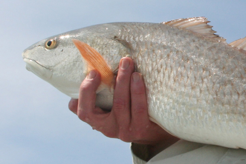 puppy drum caught in chesapeake bay