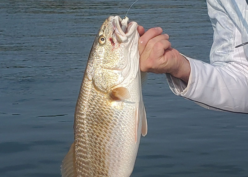 red drum in the tangier sound