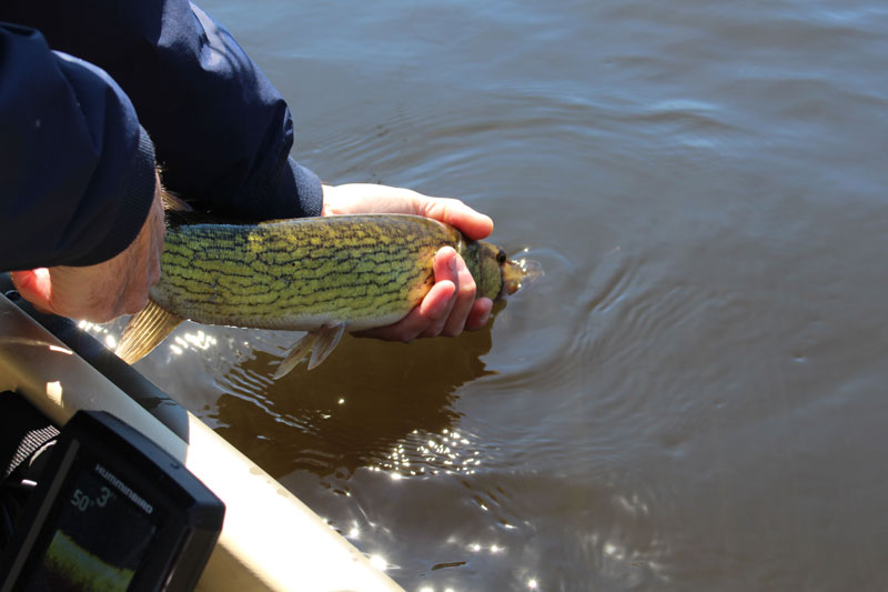 releasing a pickerel