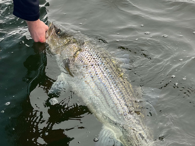 releasing a striped bass