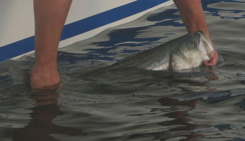 releasing a striped bass