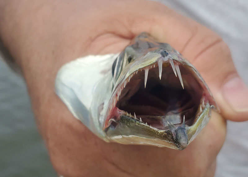 ribbonfish teeth on a fish caught in the chesapeake