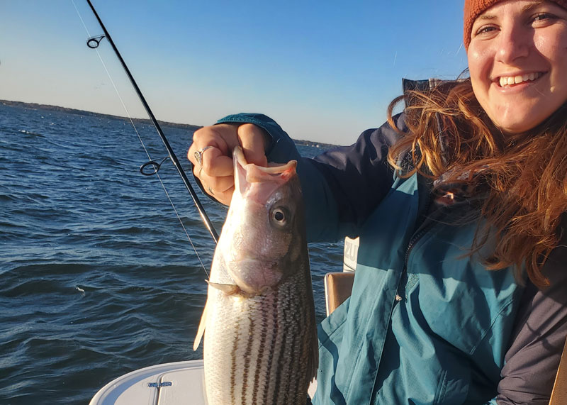 striped bass bite