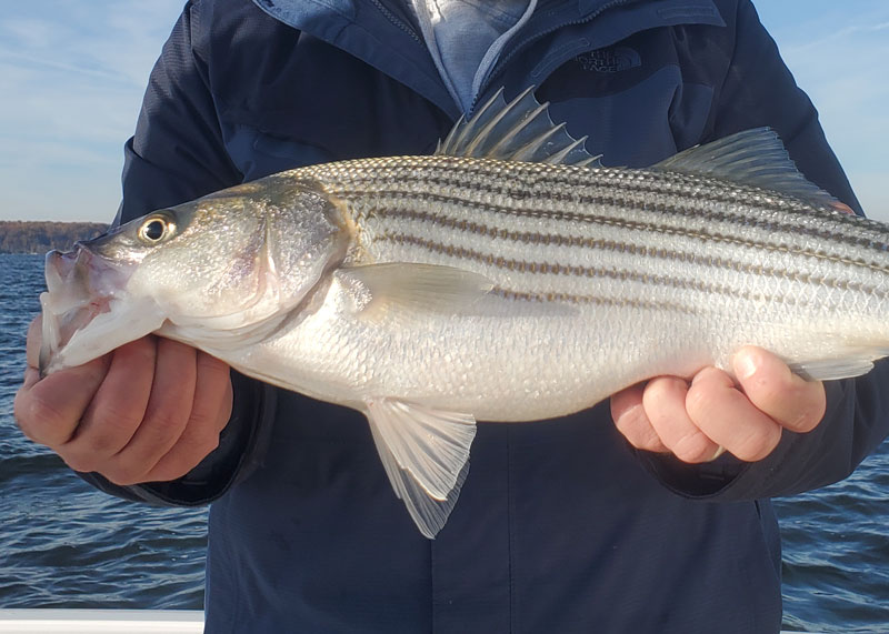 rock fish in the sound