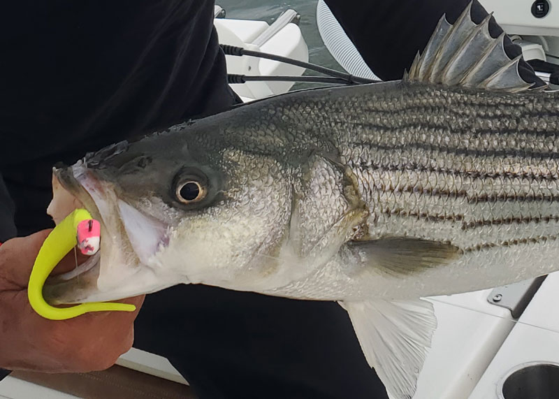 slot size rockfish